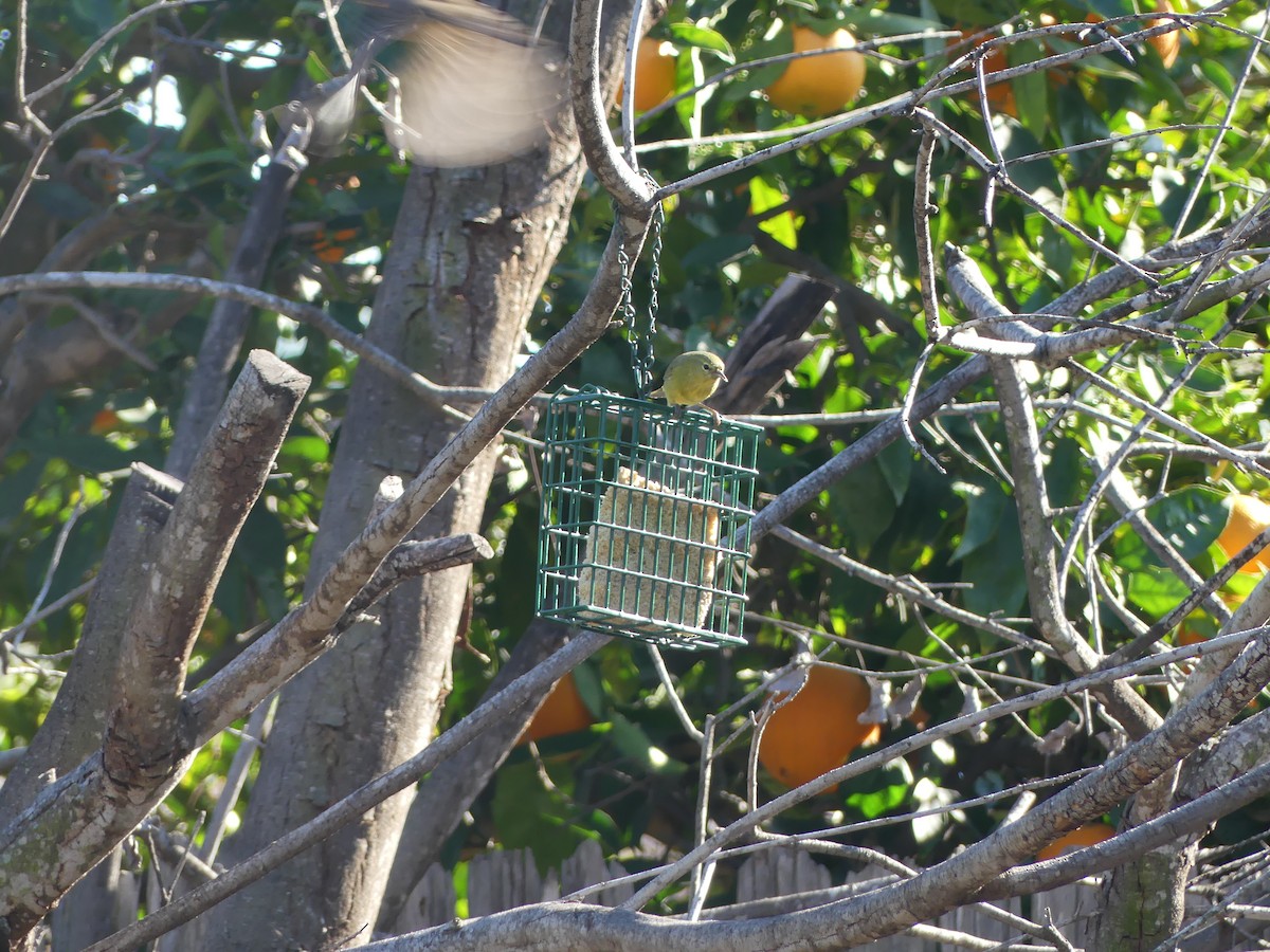 Orange-crowned Warbler - ML533936801