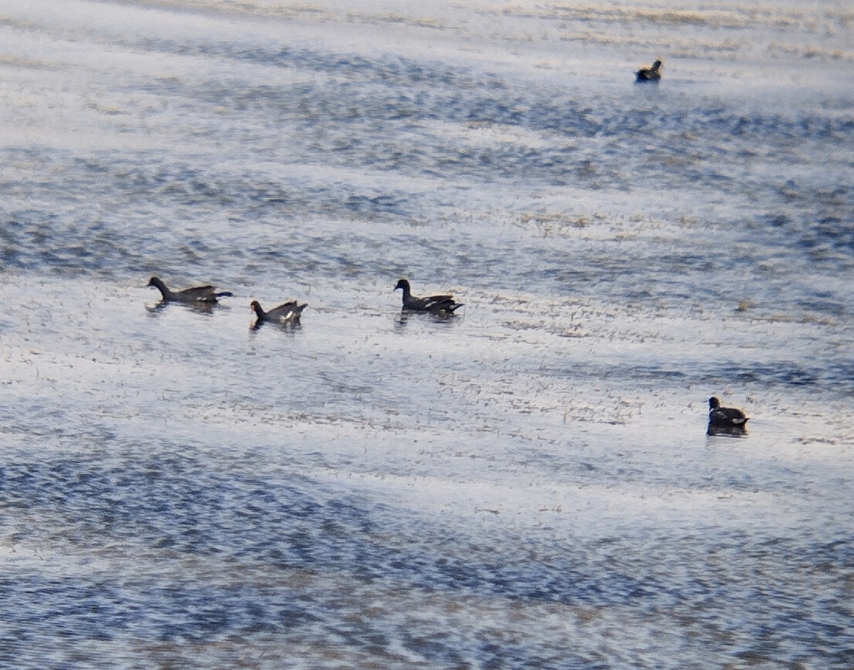 Common Gallinule - Julermys Castillo