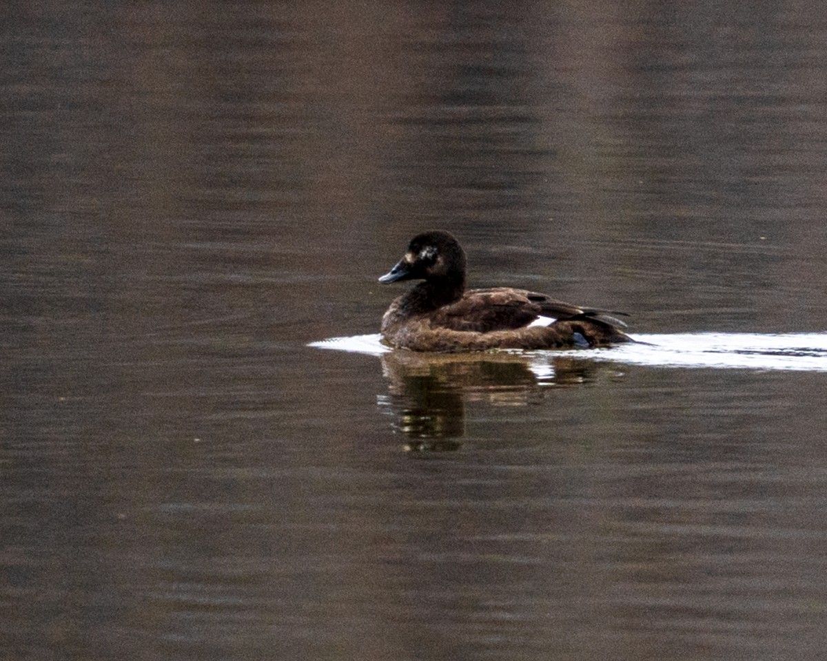 White-winged Scoter - ML533938911