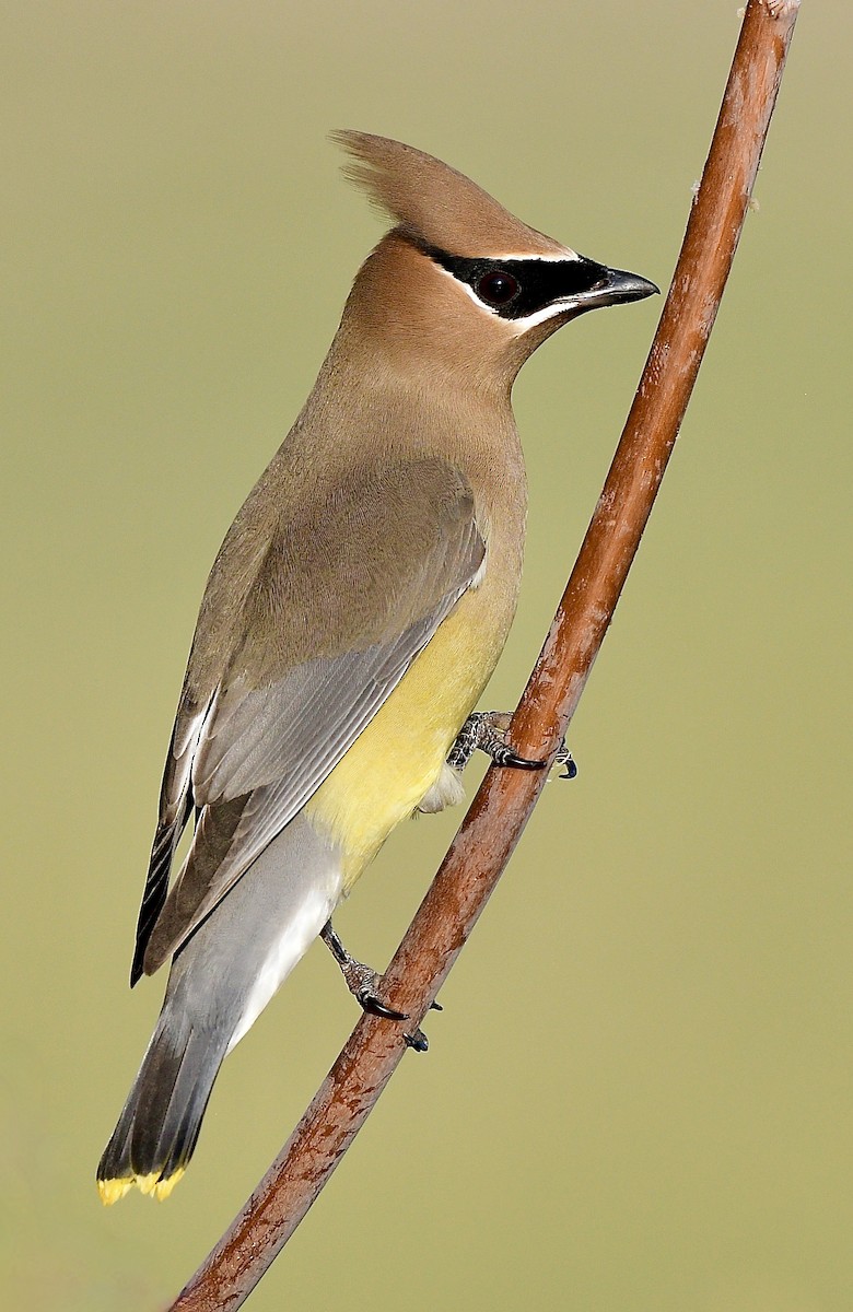 Cedar Waxwing - ML533939531