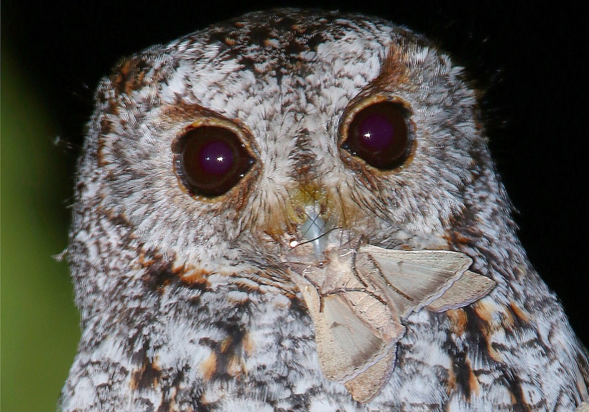 Flammulated Owl - Robert Gervais