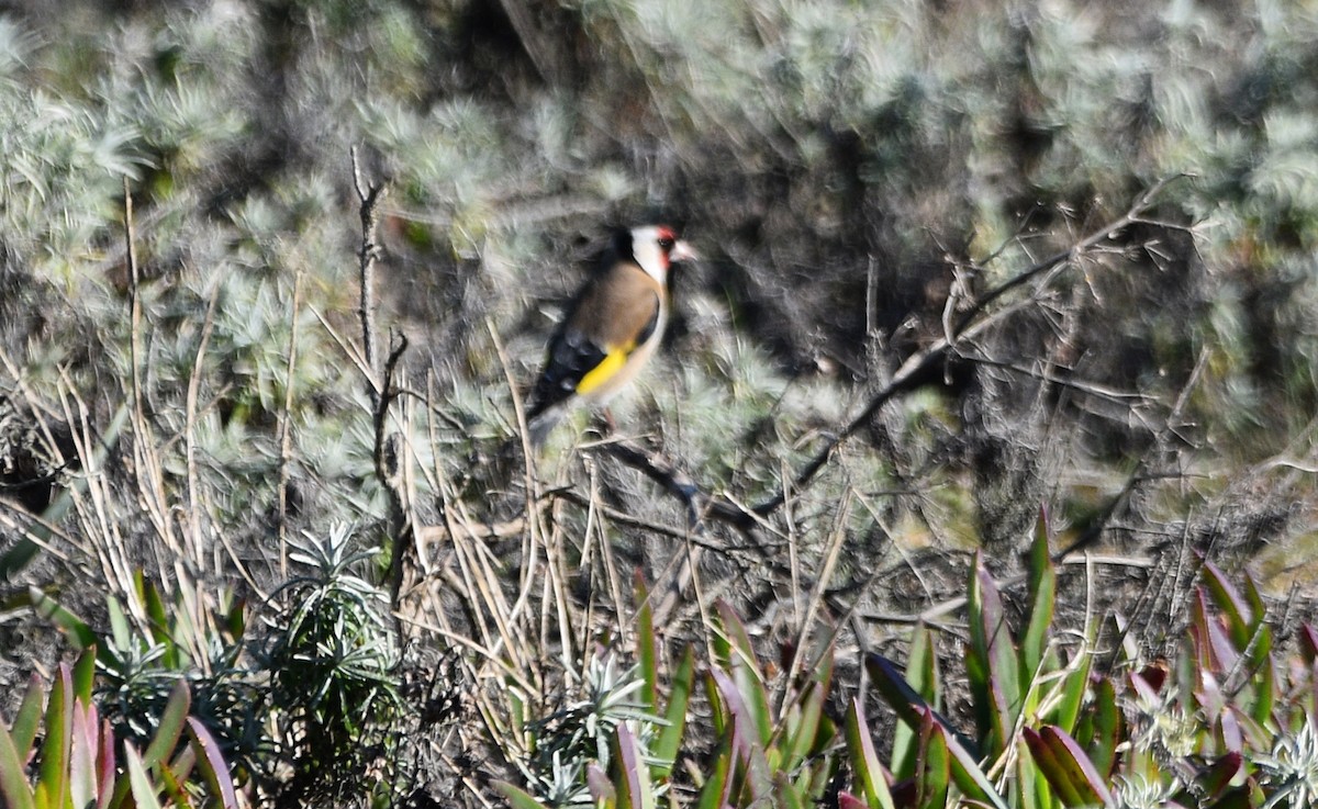 Chardonneret élégant - ML533940881