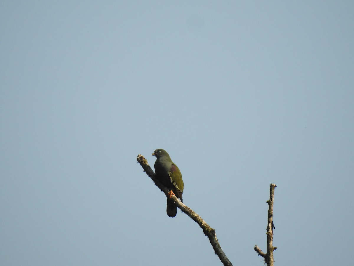 Sao Tome Green-Pigeon - John Garcia Ulloa