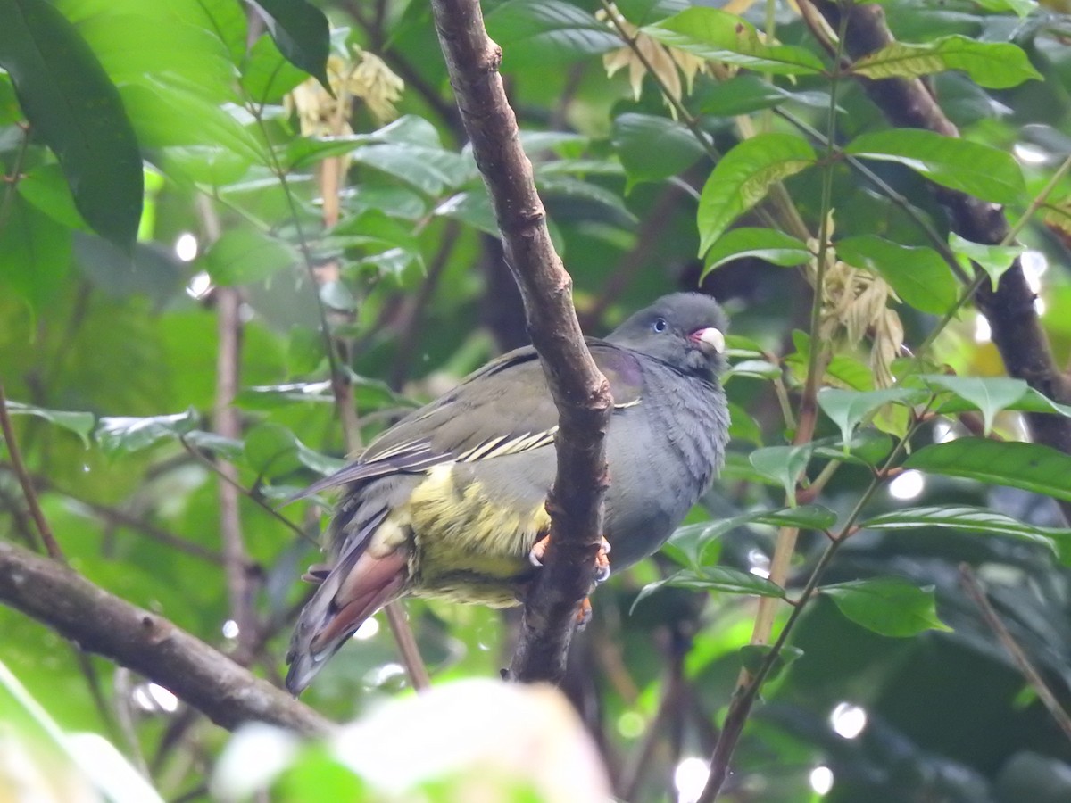 Sao Tome Green-Pigeon - John Garcia Ulloa