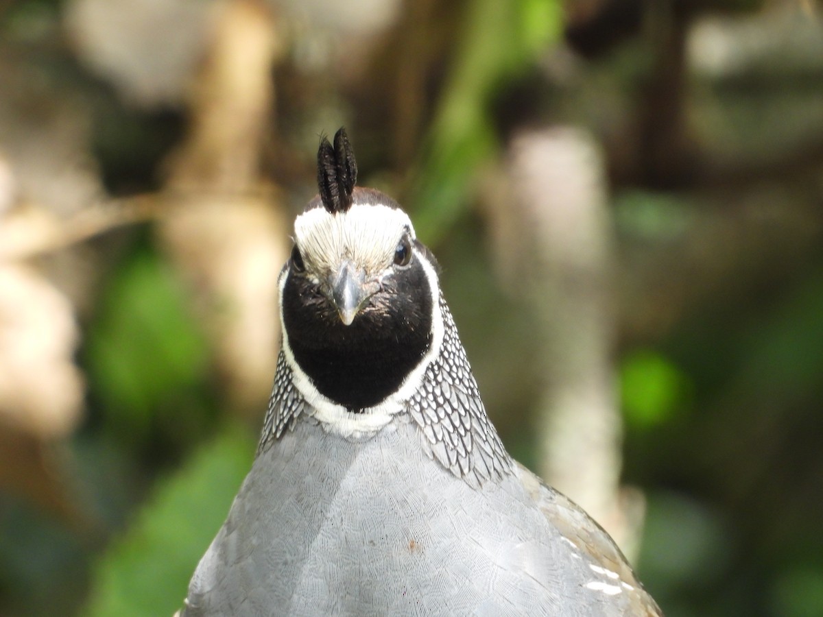 California Quail - ML533942771