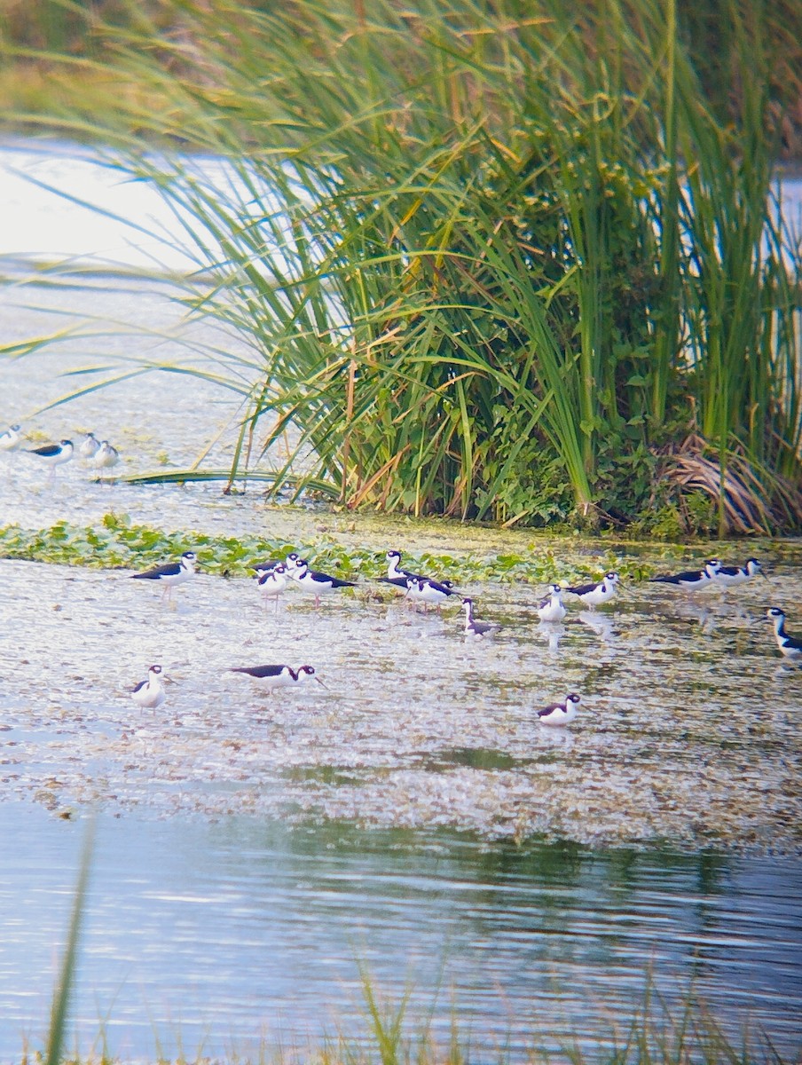 Black-necked Stilt - ML533943021