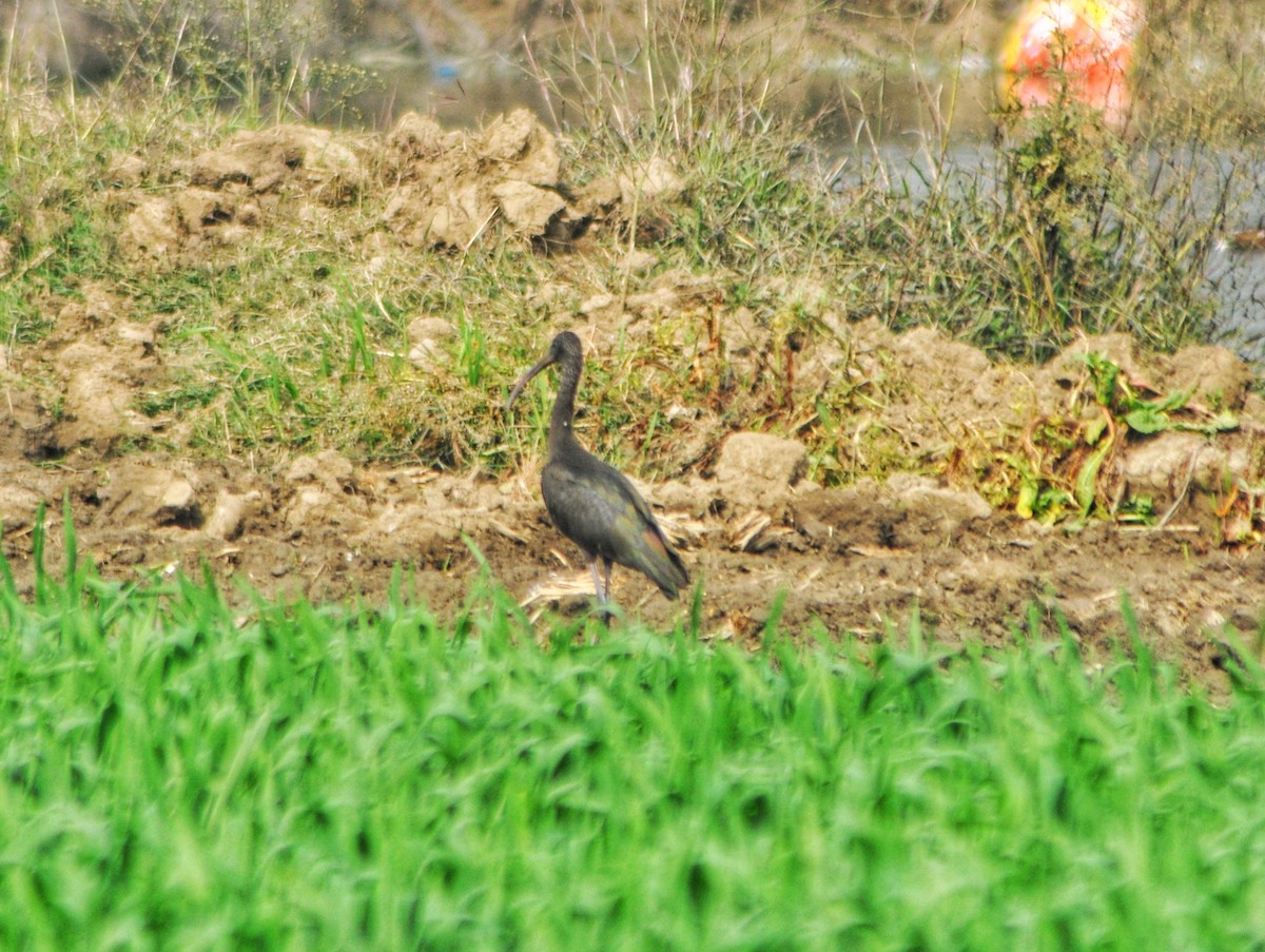 Glossy Ibis - ML533943091