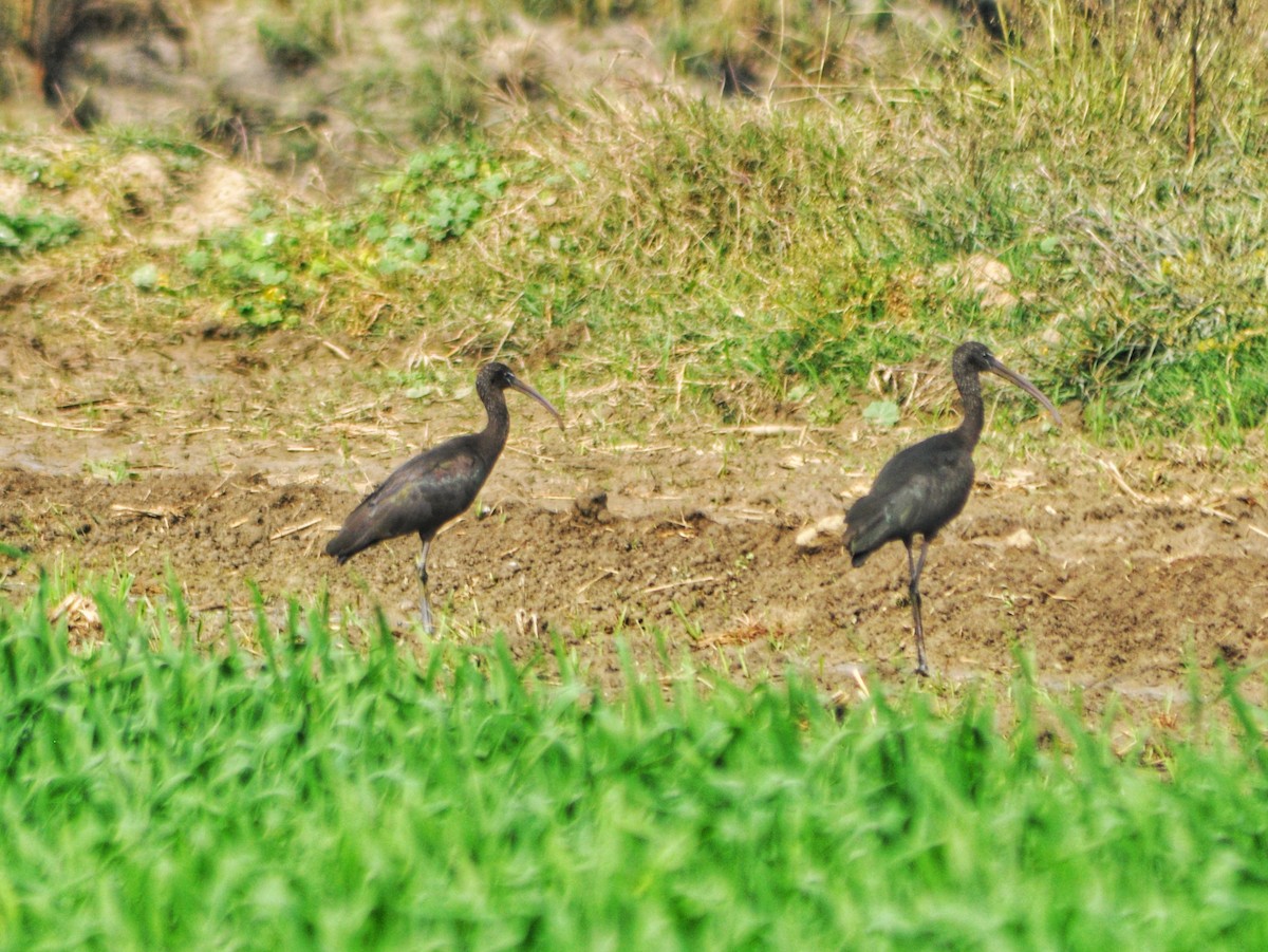ibis hnědý - ML533943101