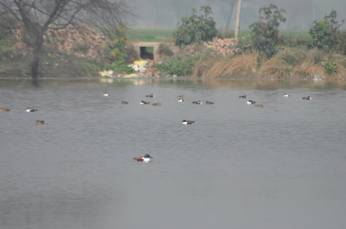 Northern Shoveler - ML533943661