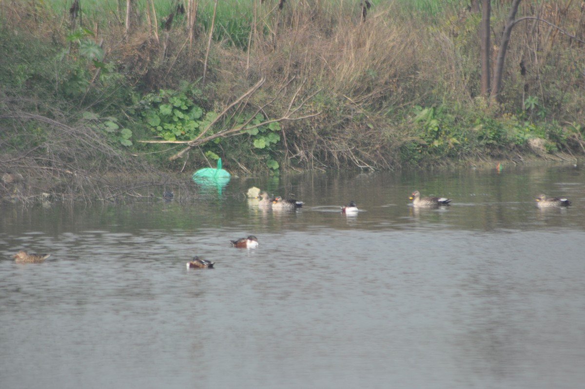 Indian Spot-billed Duck - ML533944151