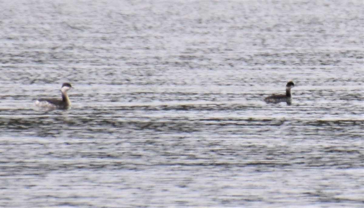 Eared Grebe - ML533946201