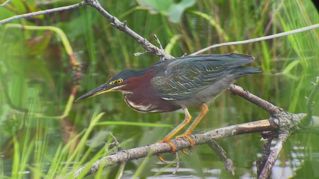 Green Heron - ML533949221