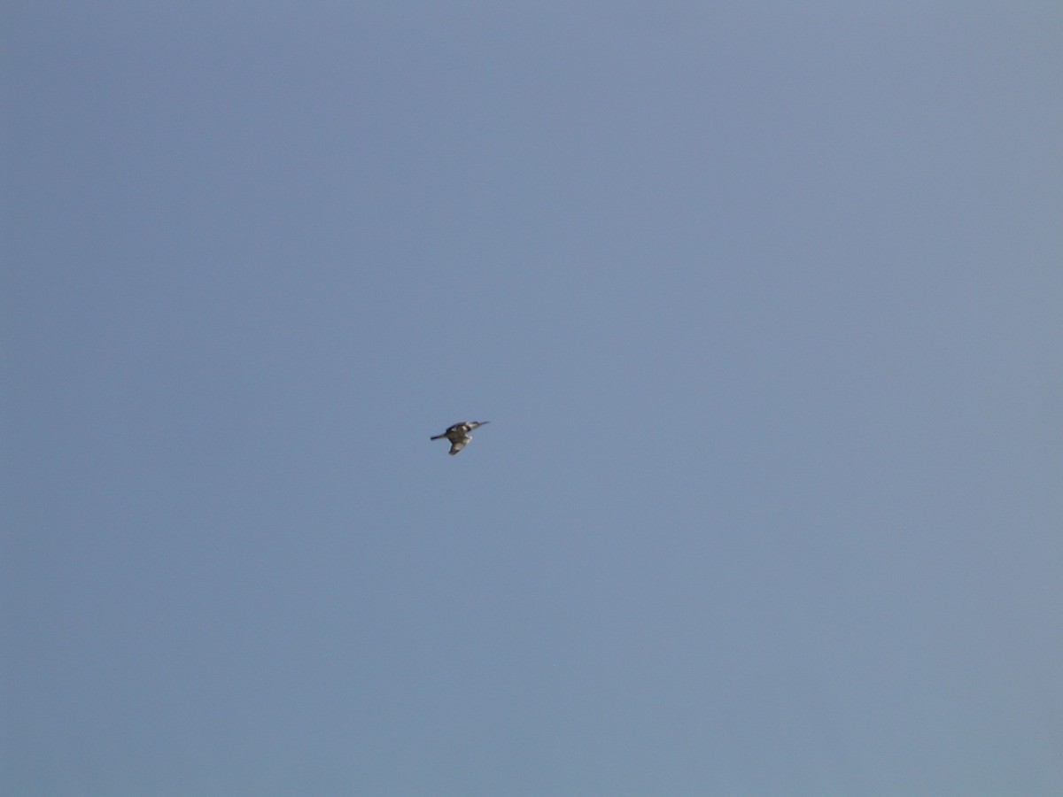 Belted Kingfisher - ML533950331