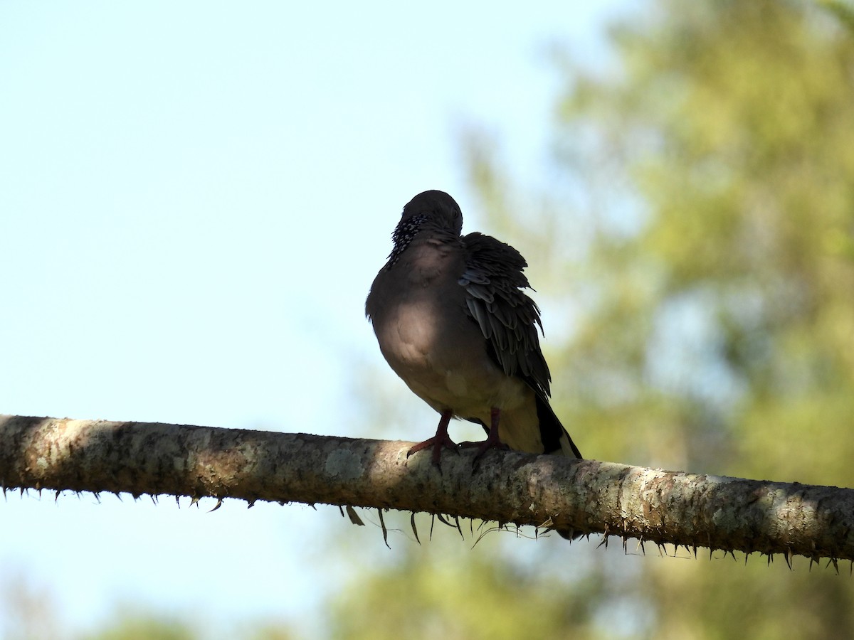 Spotted Dove - ML533950891