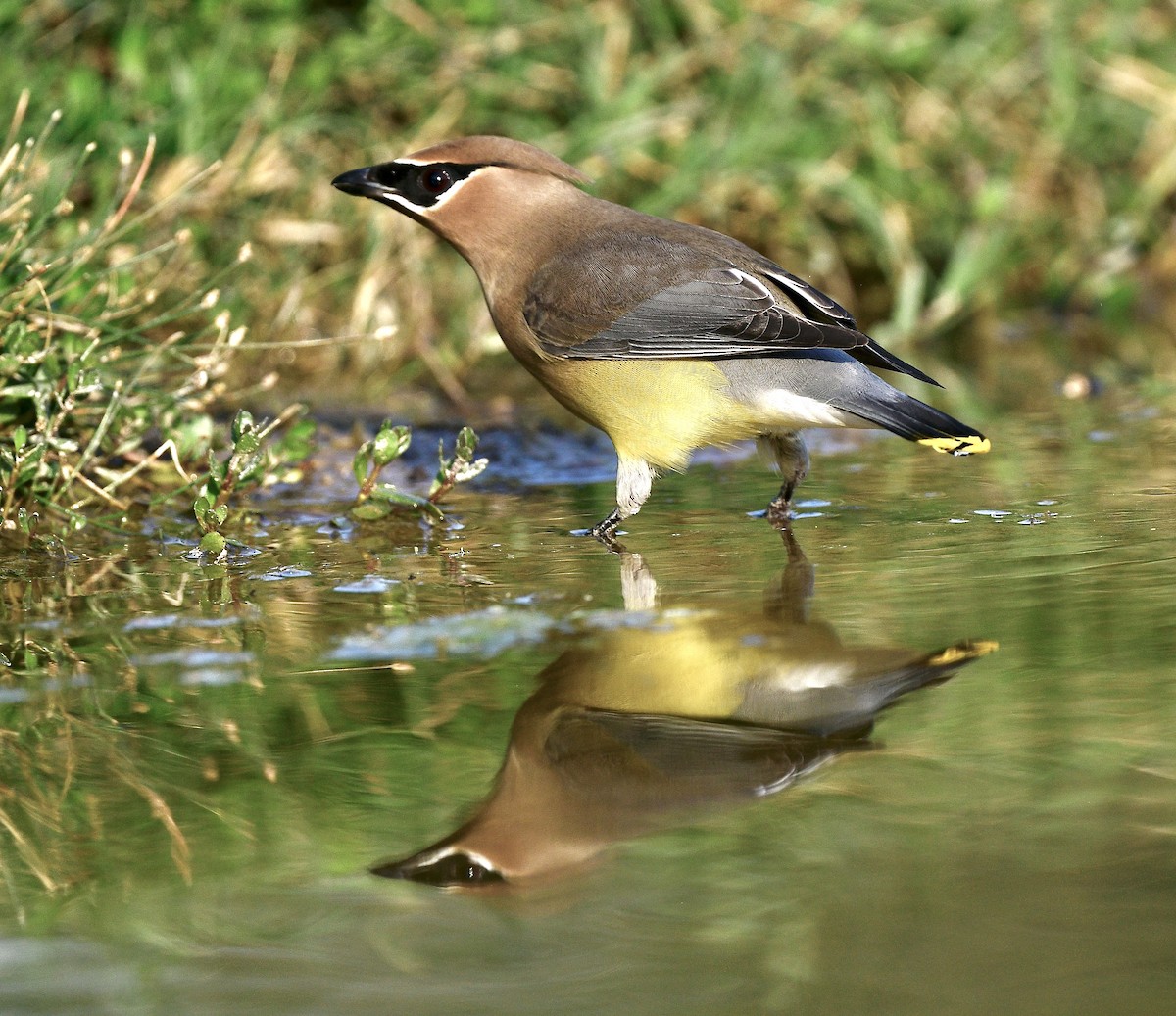 ציצנית אמריקנית - ML533951331