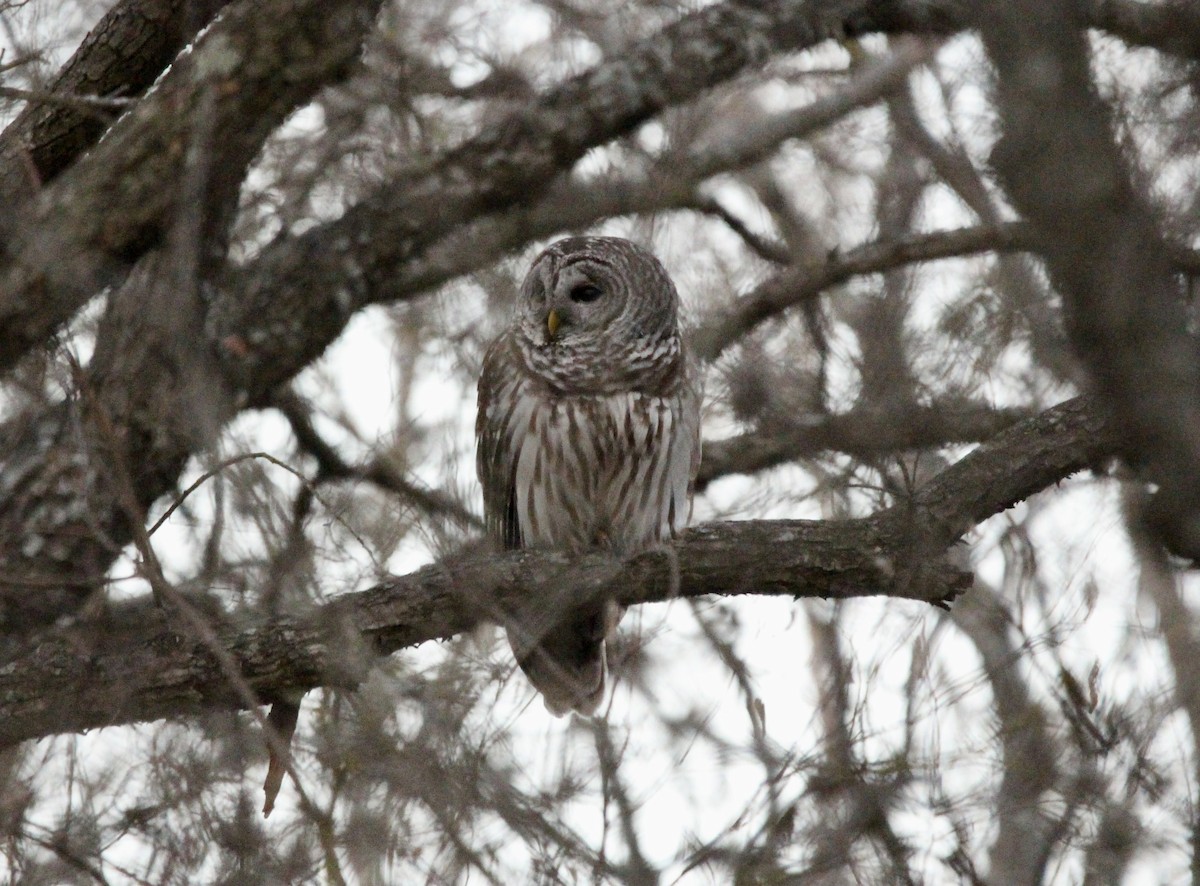 Barred Owl - ML533952031