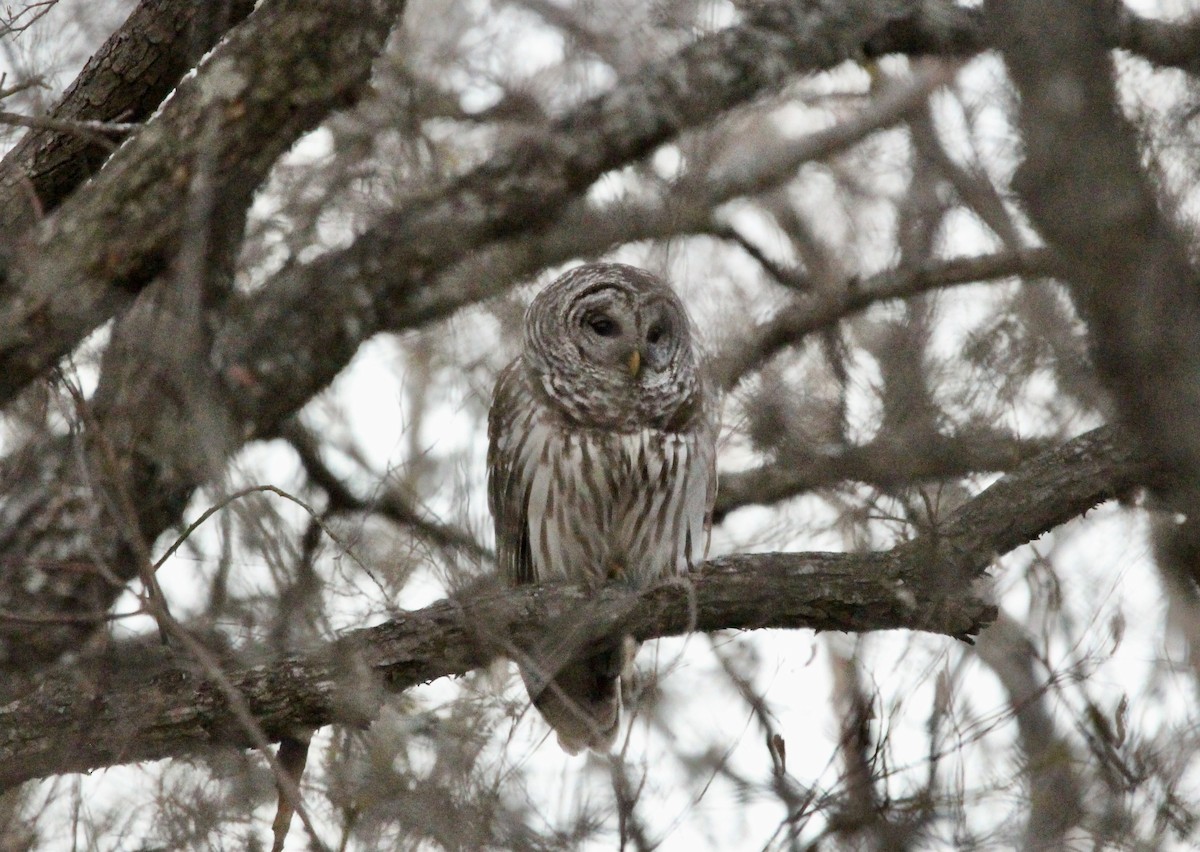 Barred Owl - ML533952041