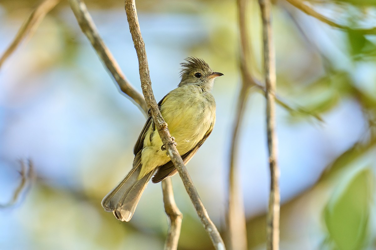 Yellow-bellied Elaenia - Brennan Moore