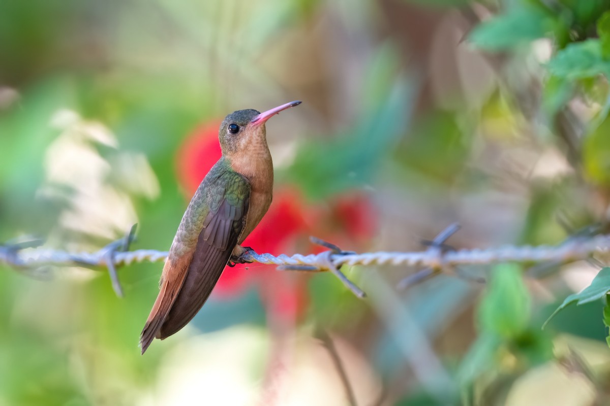 Cinnamon Hummingbird - Adam Jackson