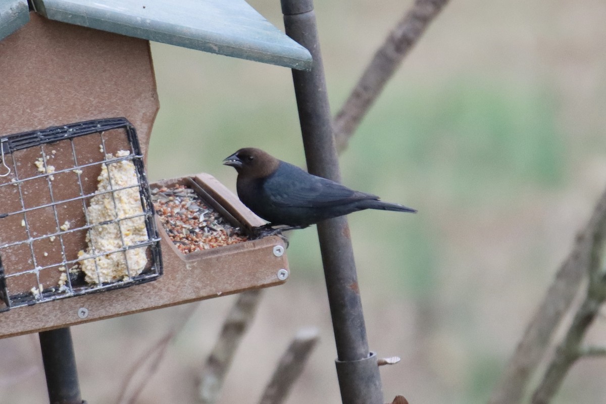 Brown-headed Cowbird - ML533955941