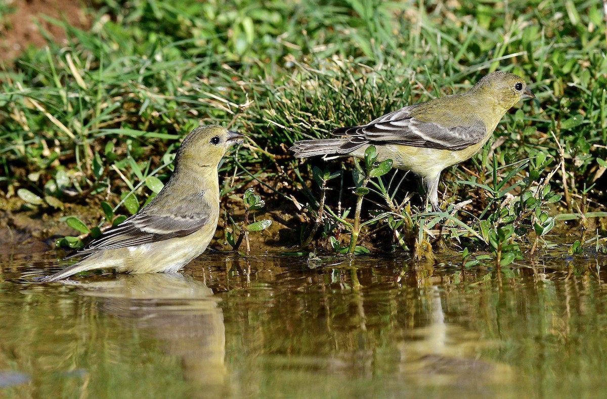 Lesser Goldfinch - ML533956141