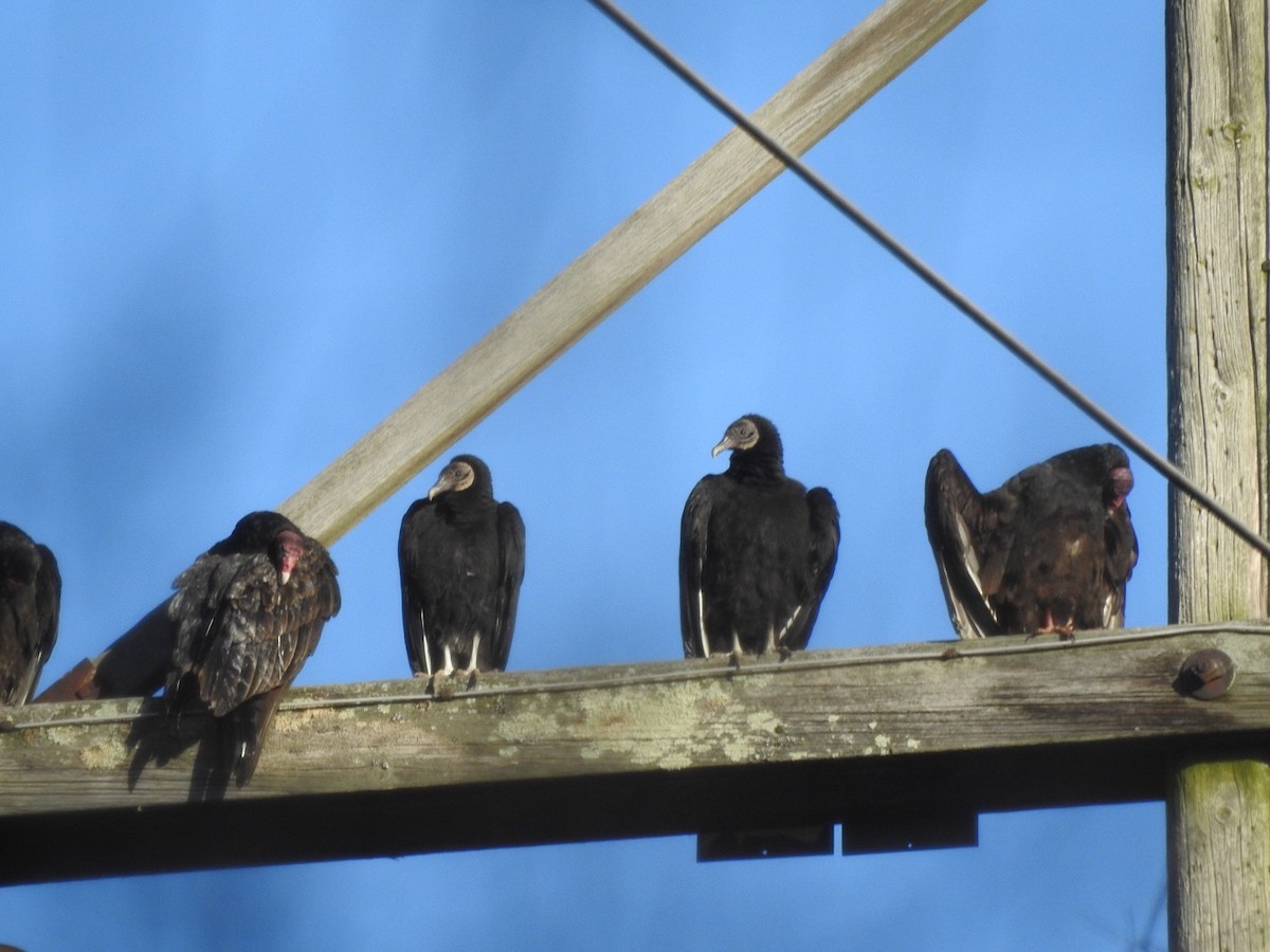 Black Vulture - ML533957171