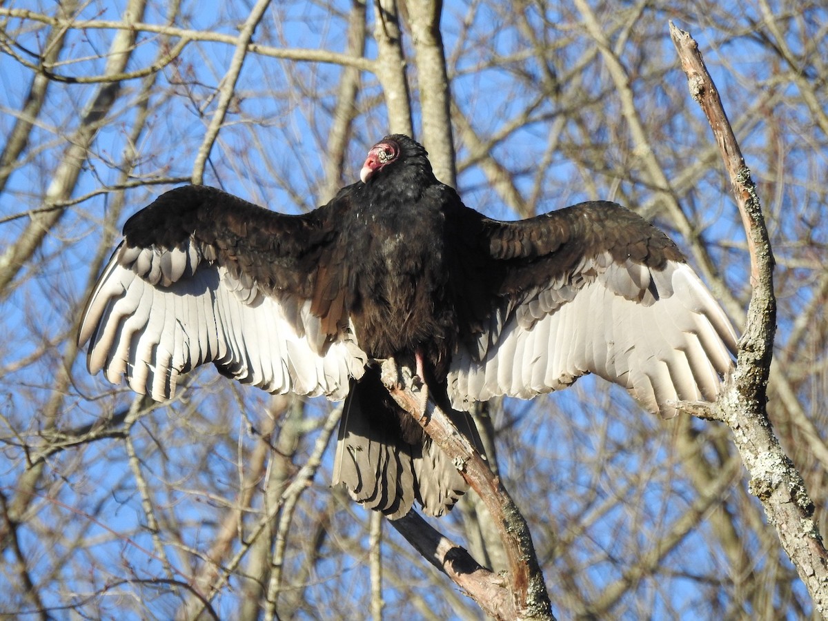 Turkey Vulture - ML533957281