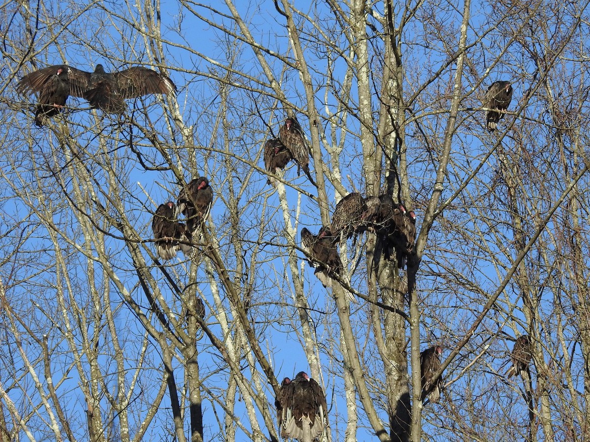 Turkey Vulture - ML533957291