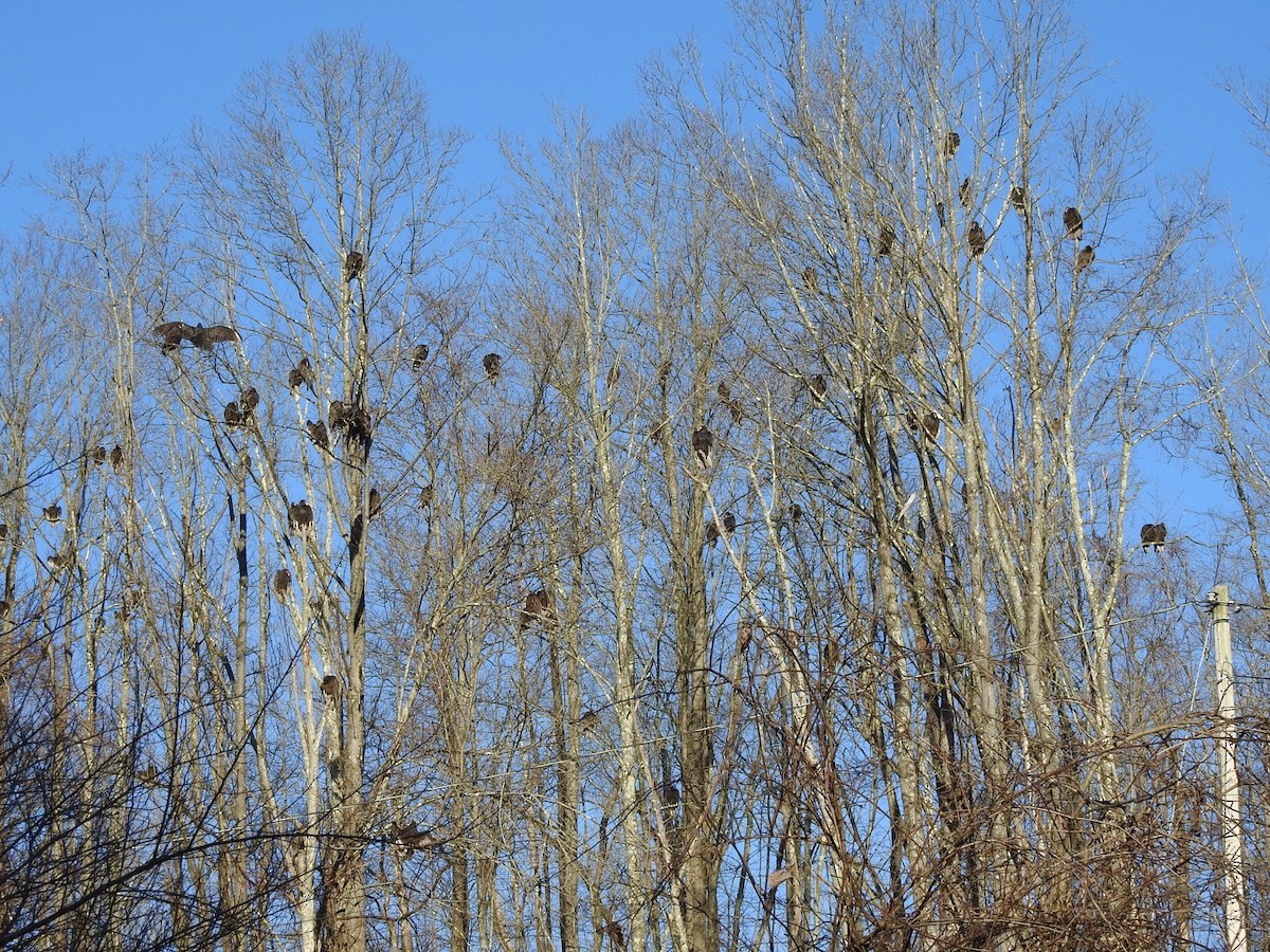 Turkey Vulture - ML533957301