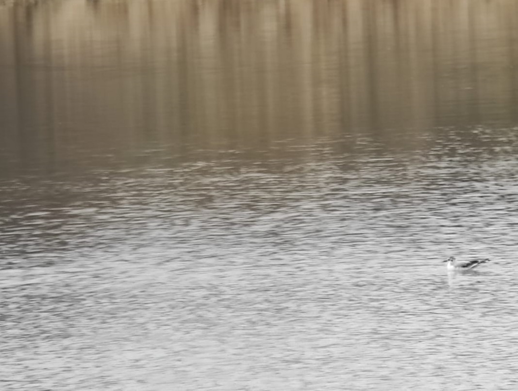 Mouette pygmée - ML533958361