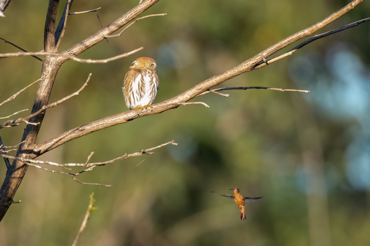 Ferruginous Pygmy-Owl - ML533958511