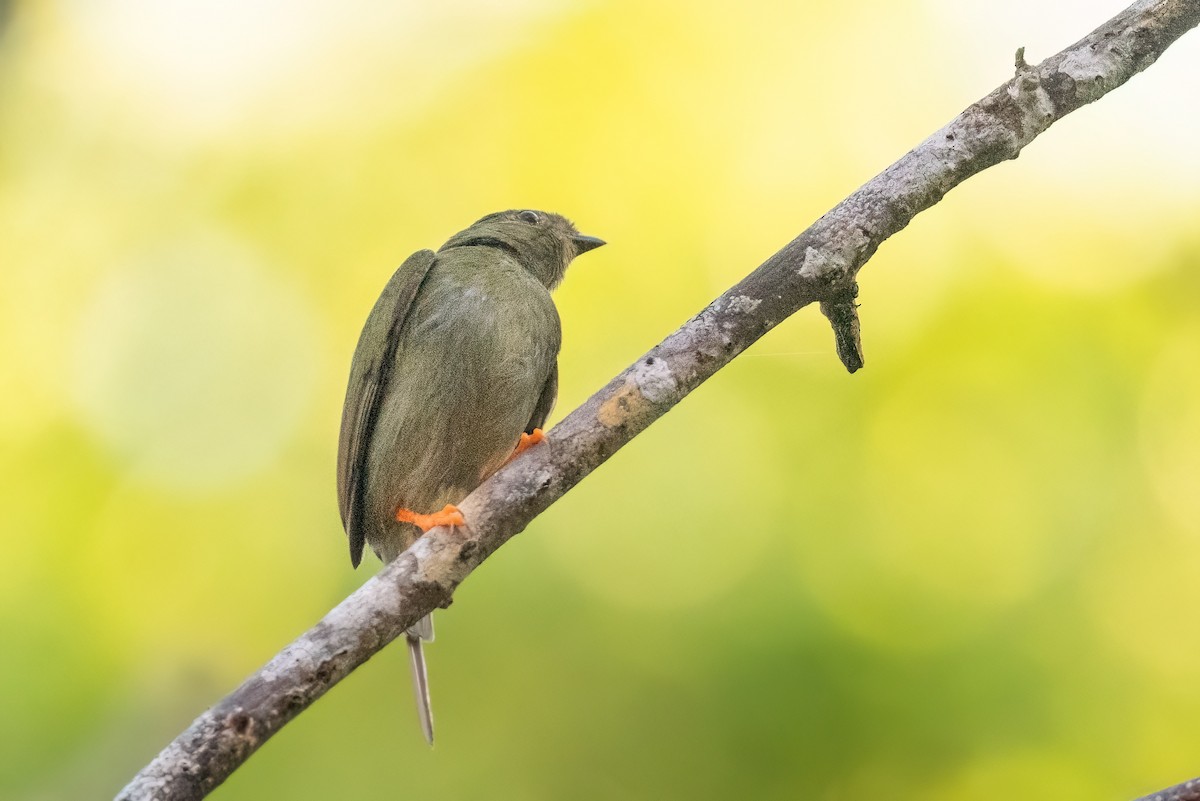 Long-tailed Manakin - ML533958911