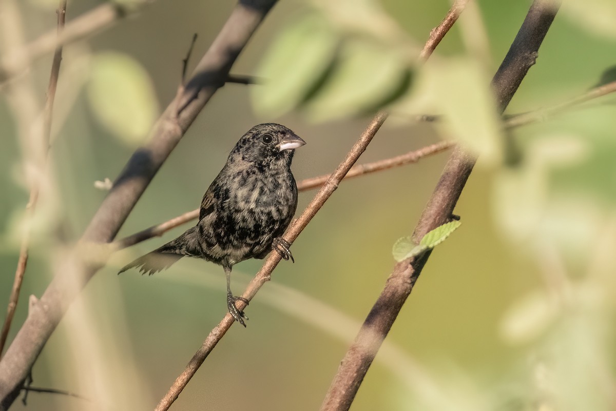 Blue-black Grassquit - Adam Jackson