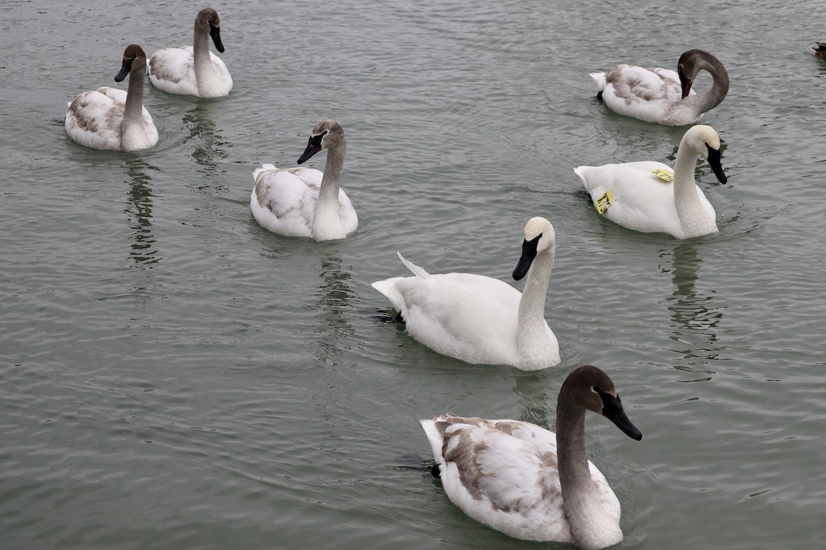 Trumpeter Swan - ML533961711