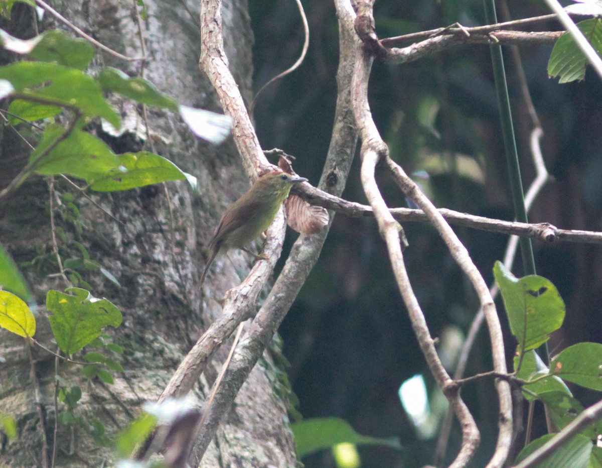 Pin-striped Tit-Babbler - ML533962791