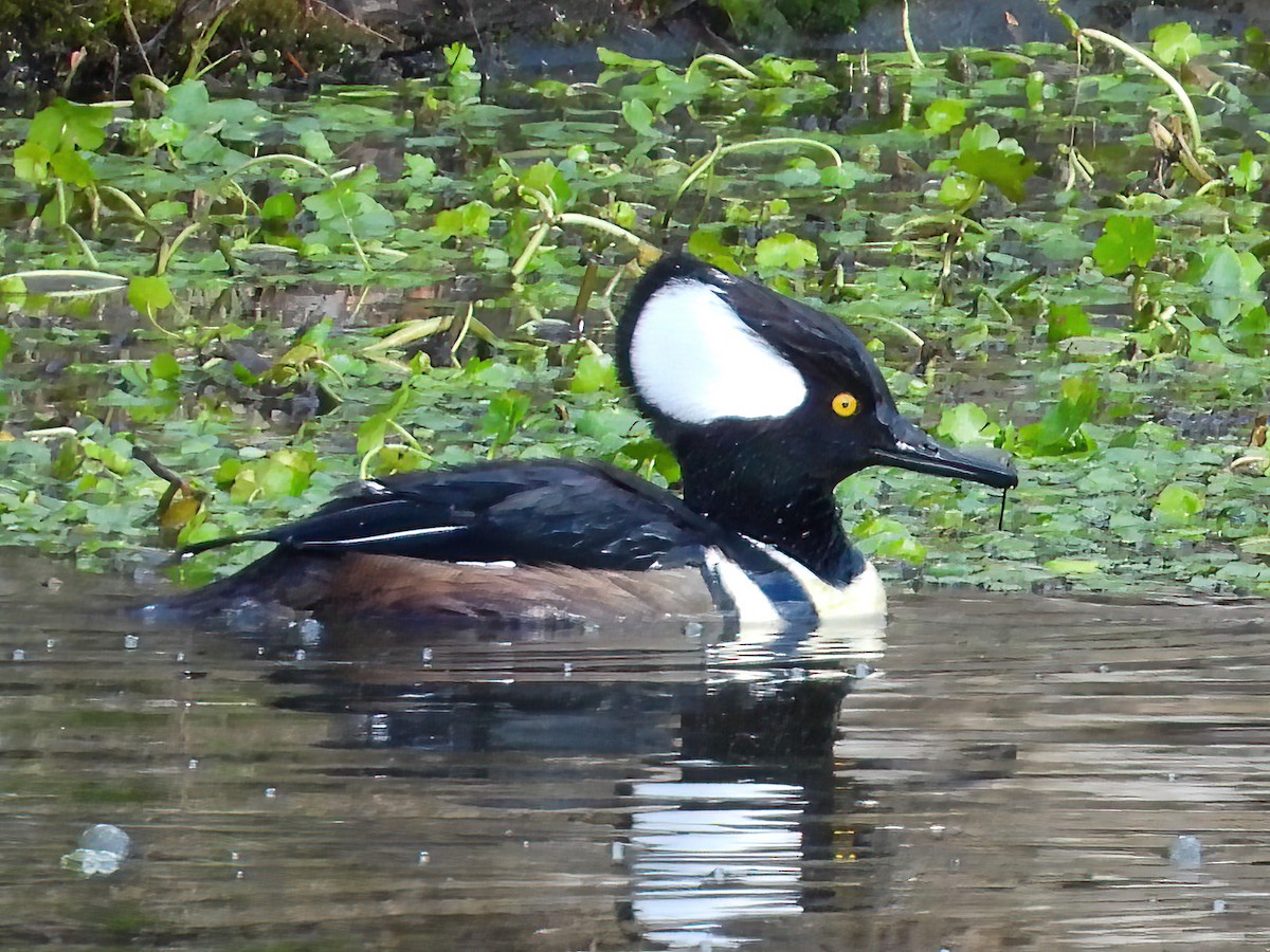 Hooded Merganser - ML533963951