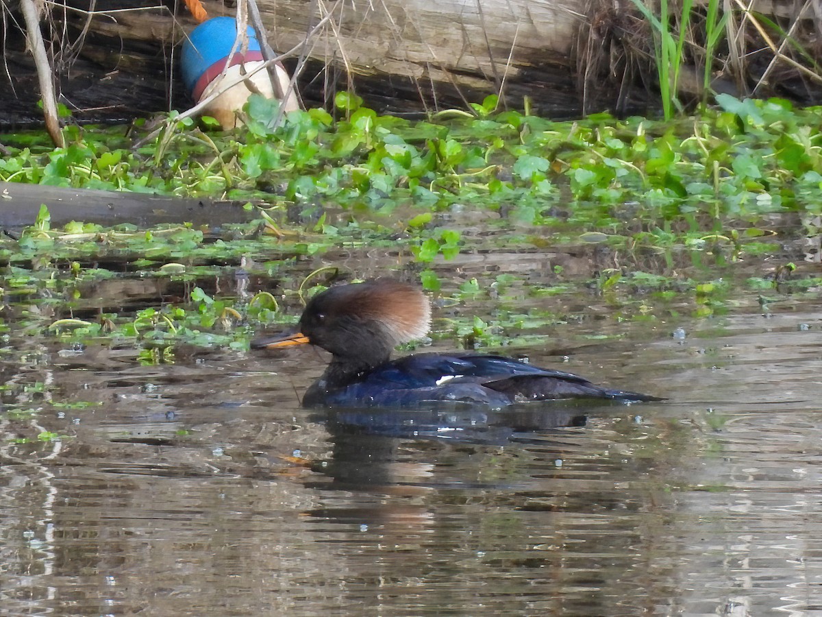 Hooded Merganser - ML533963961