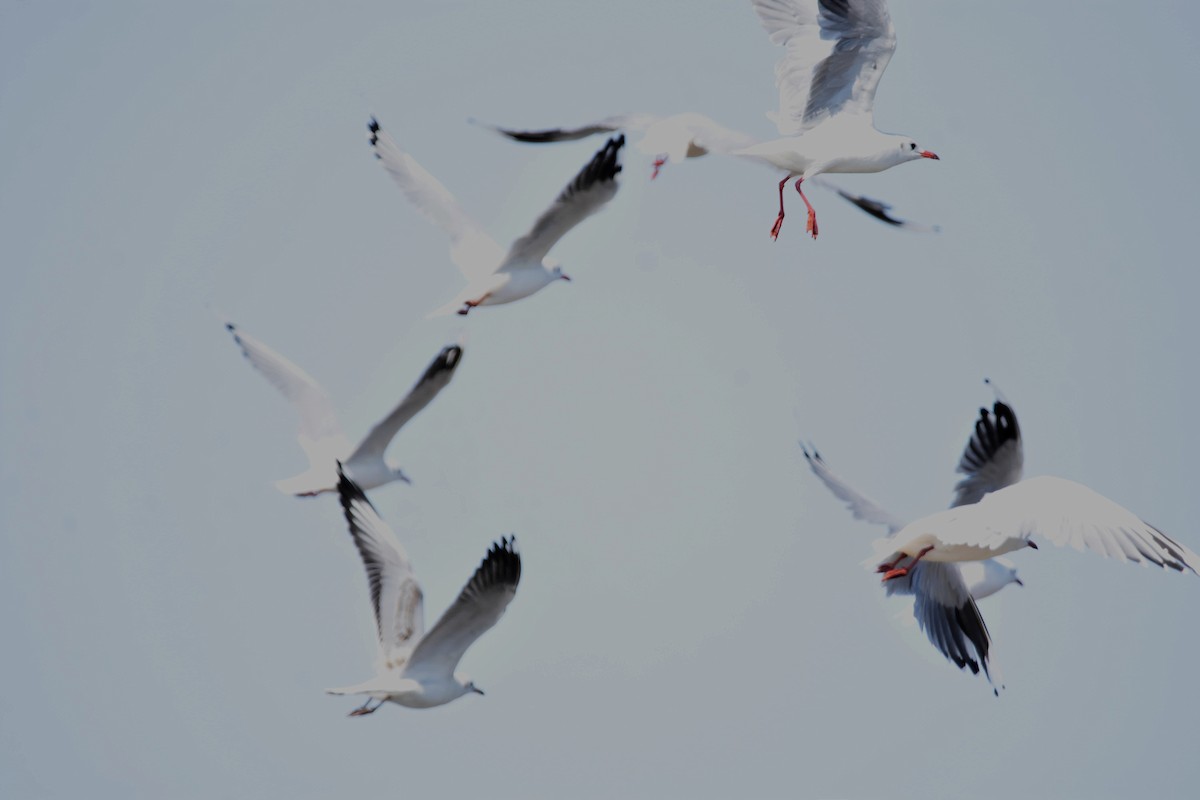 Brown-hooded Gull - Juan Bardier