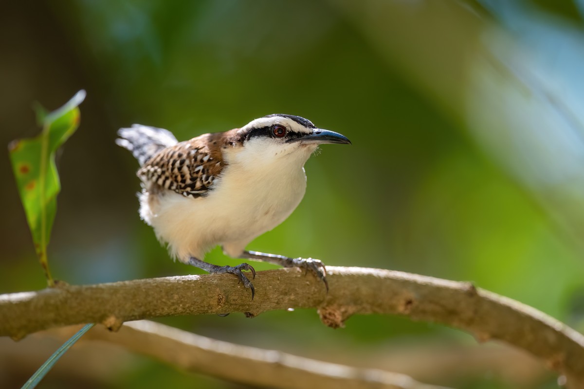 Rufous-backed Wren - Adam Jackson