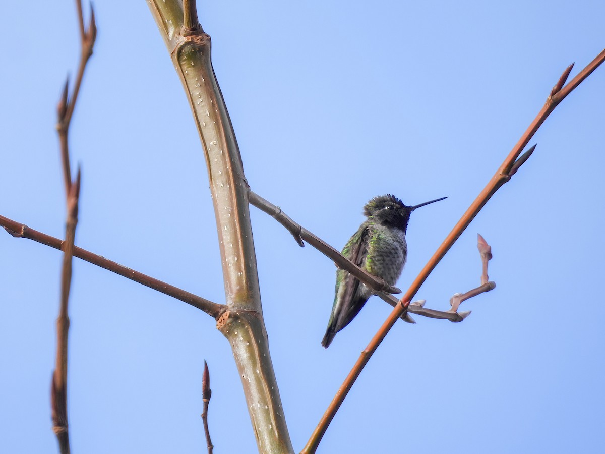 Anna's Hummingbird - ML533964101
