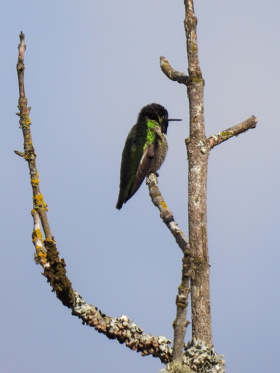 Anna's Hummingbird - ML533964111