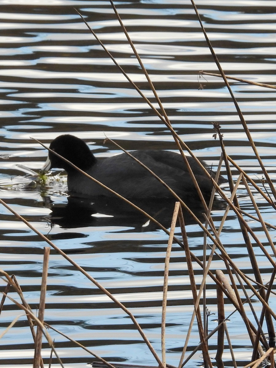 American Coot - ML533964201