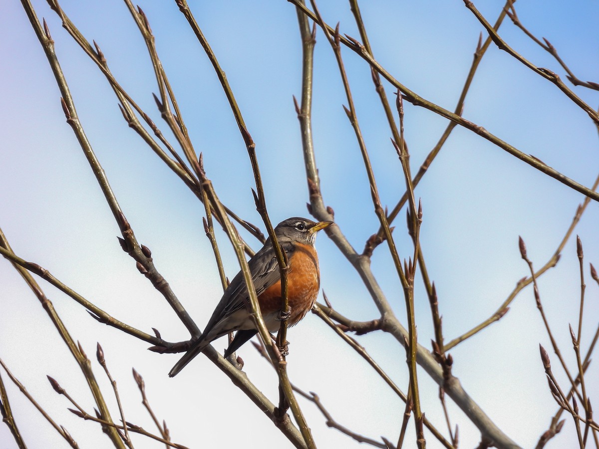 American Robin - ML533964311