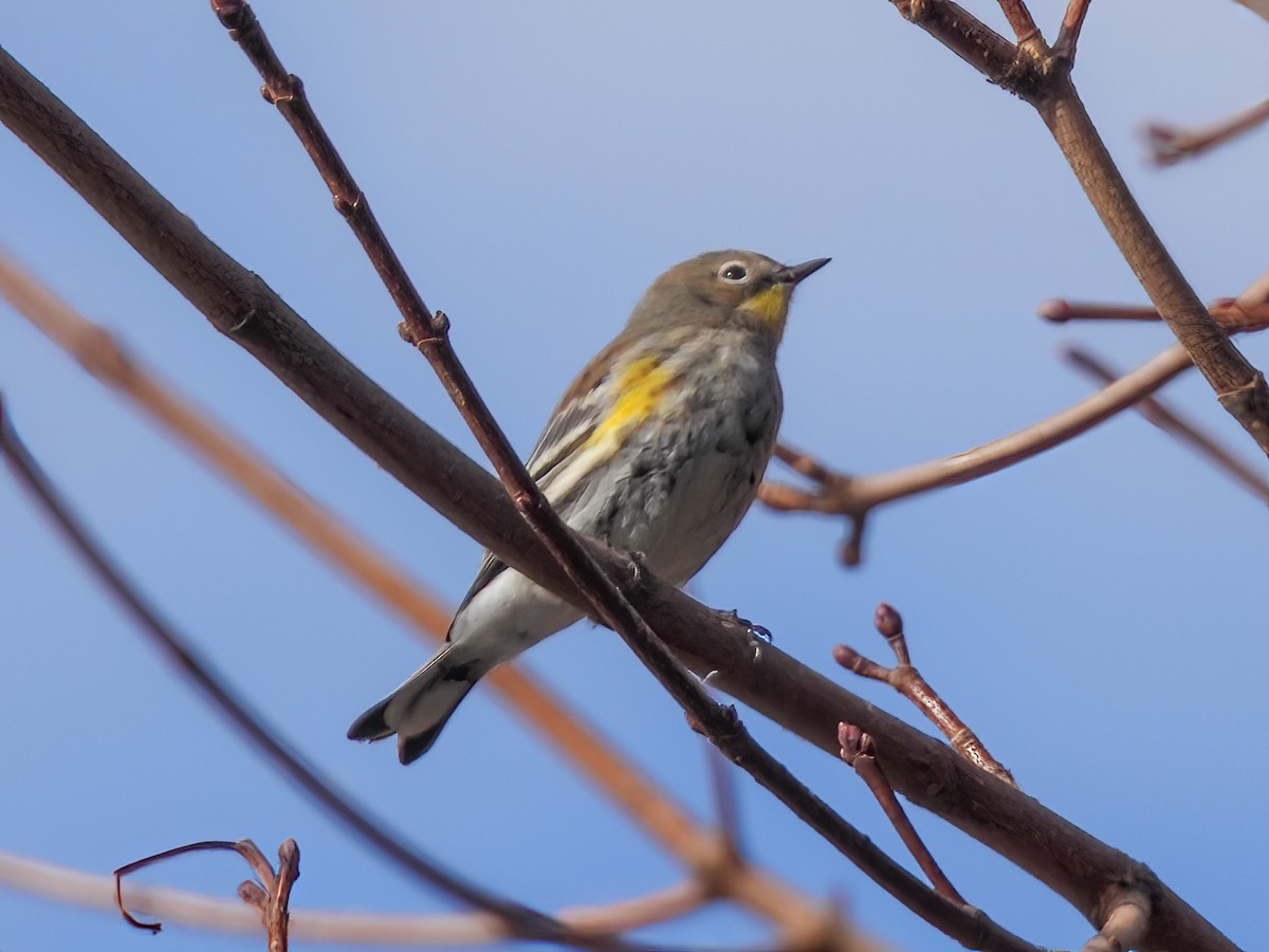 Yellow-rumped Warbler - ML533964531