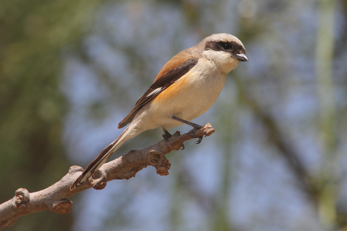 Bay-backed Shrike - ML53396481