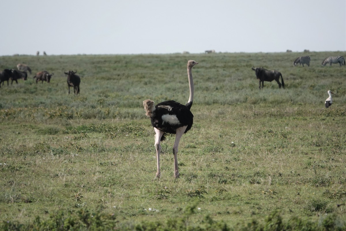 Африканский страус - ML533965991