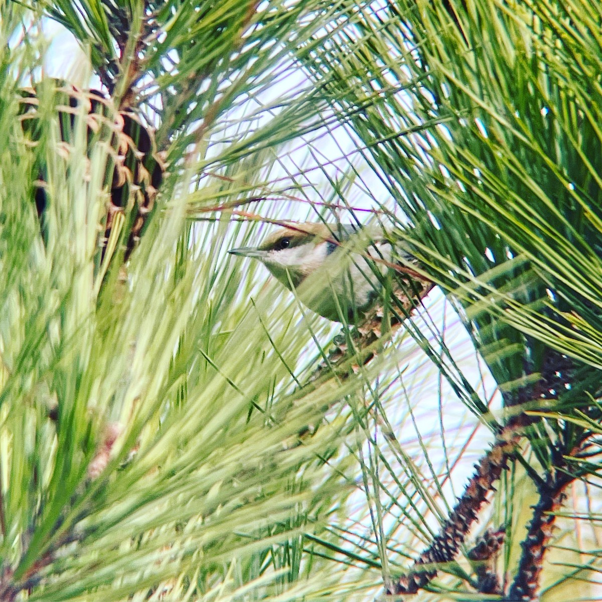 Brown-headed Nuthatch - ML533966291