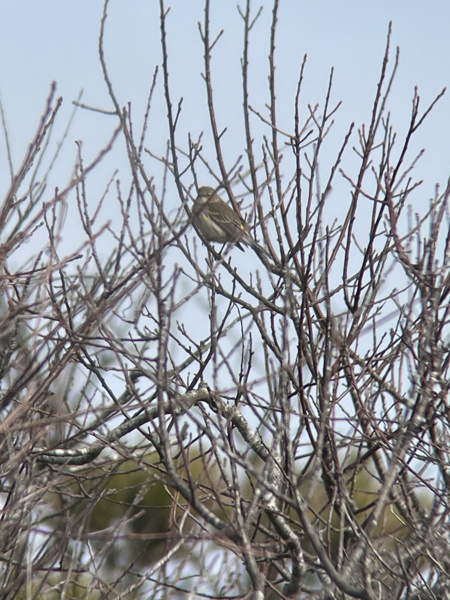 Yellow-rumped Warbler (Myrtle) - Dave Votta