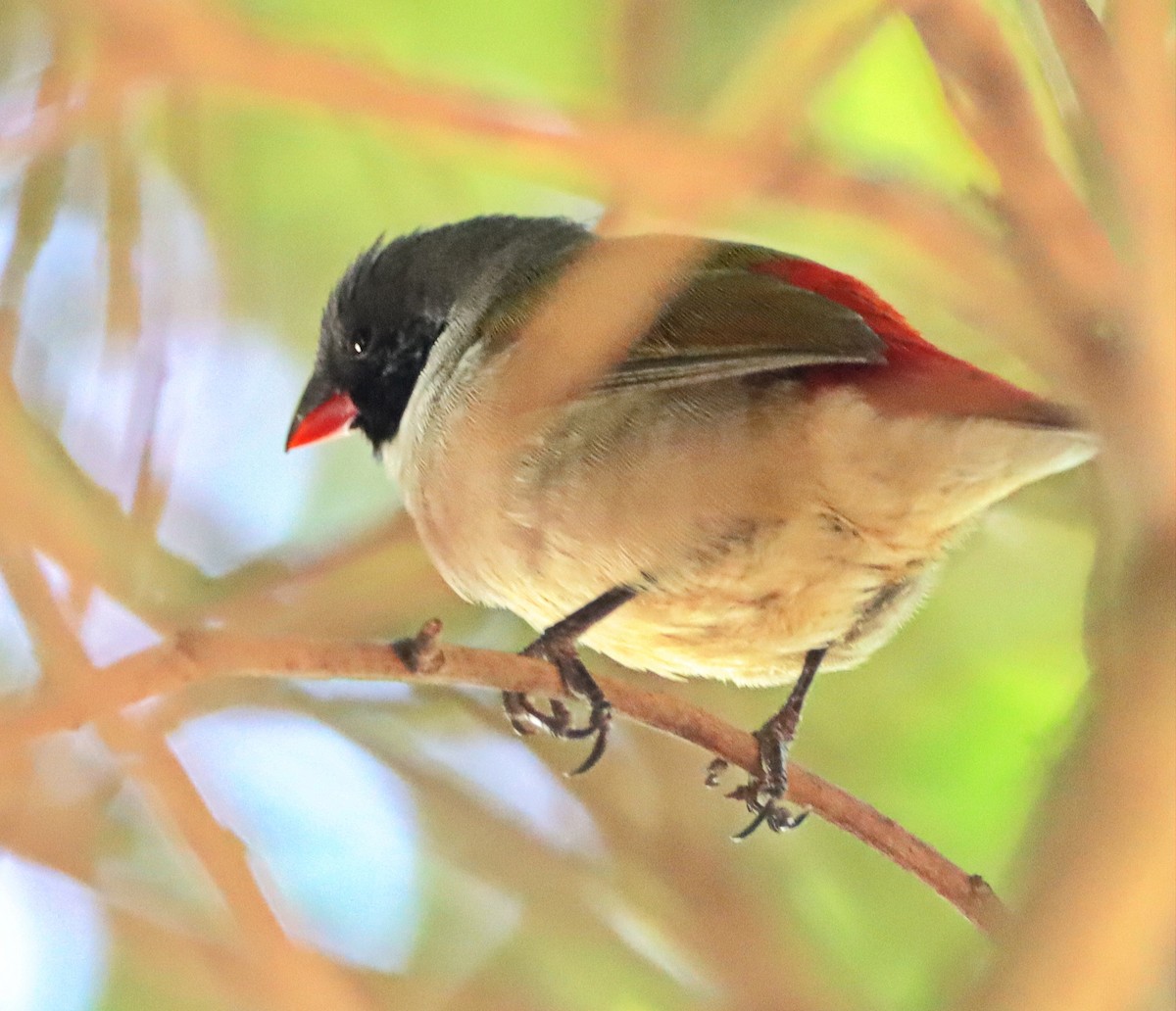 Swee Waxbill - ML533967151