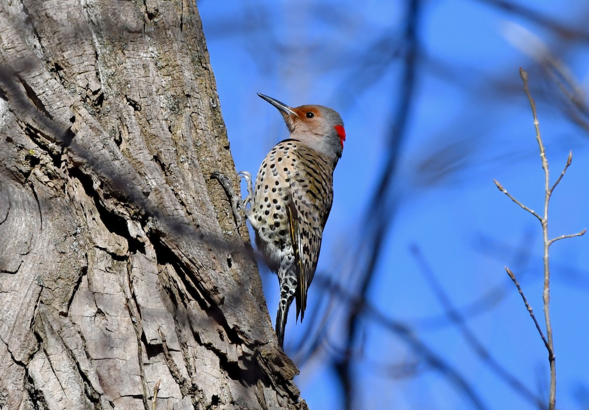 Northern Flicker - ML533968931